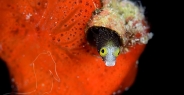 blenny_secretary_pi_jar_h_0093_cub1989.jpg